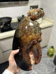 LIMITED EDITION: Giant Deep-Sea Lobster Pincers 🔥 Hurry up! photo review