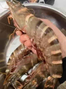 Colossal Black Tiger Prawns photo review